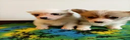 Welsh Corgi Pembroke dogs for sale:   Beautiful corgi babies 🐶 in Barnsley - Advert 15