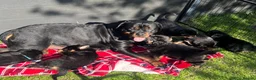 Mixed Breed dogs for sale: Gorgeous Rottweiler x German Shepherd Puppies in Sandbach - Advert 3
