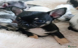 Mixed Breed dogs for sale: Chihuahua with a bit of French Bulldog puppies - Advert 27