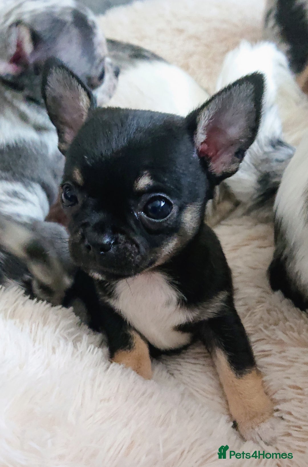 Mixed Breed dogs for sale: Chihuahua with a bit of French Bulldog puppies - Advert 27