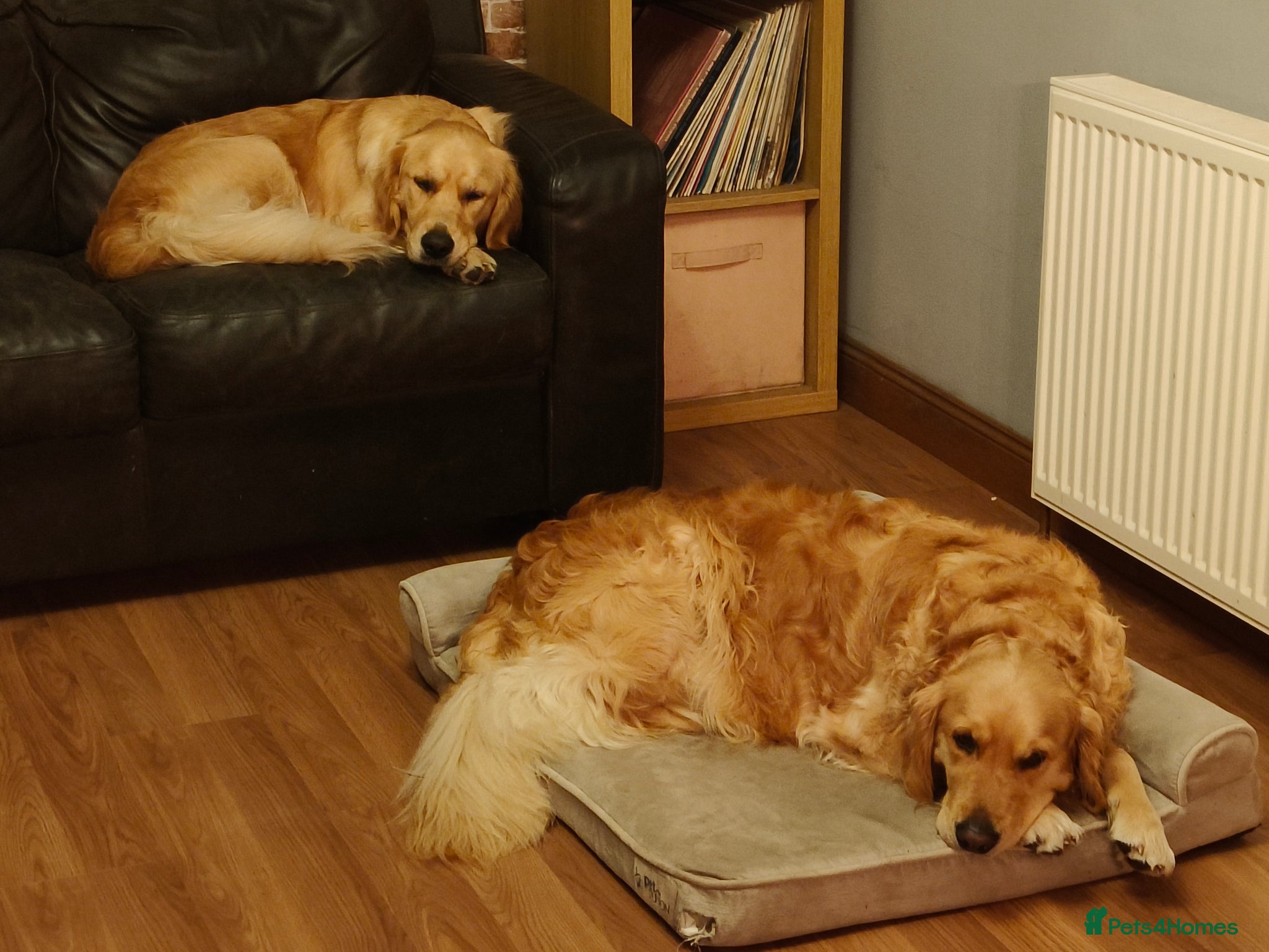 Golden Retriever dogs for sale: KC Registered 0/0 score Puppies 3 Females 2 Males - Advert 2
