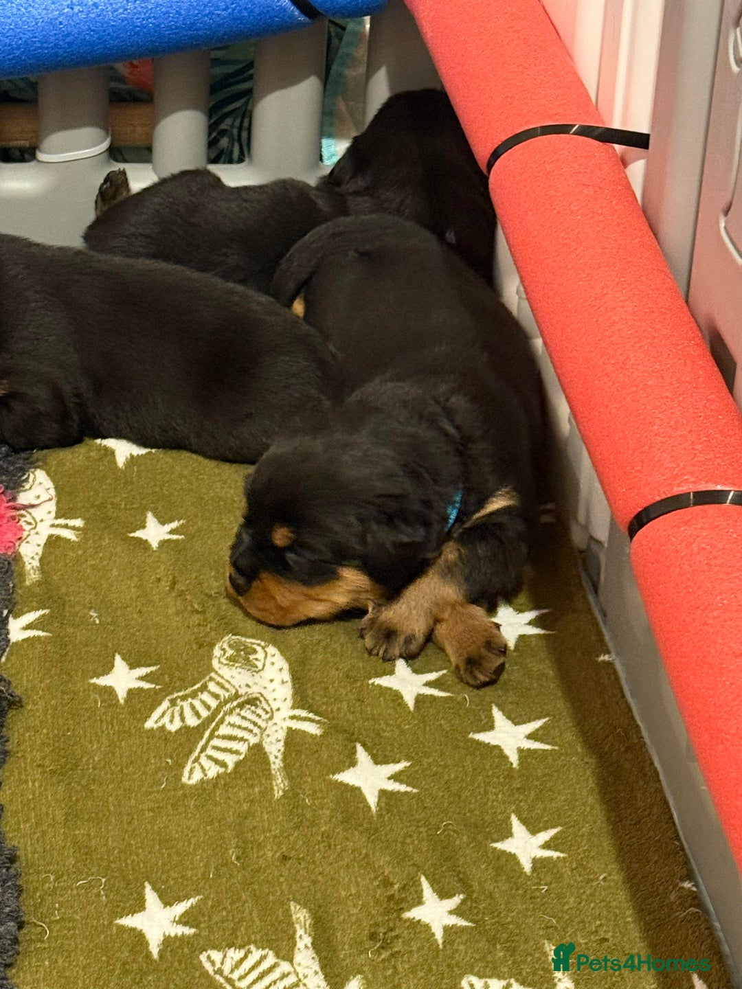 Rottweiler dogs for sale: Falconsnest blood line - Advert 4