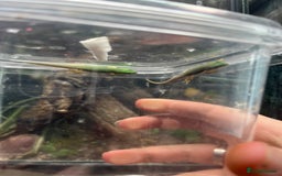 Gecko reptiles for sale: Lined day geckos  - Image 6
