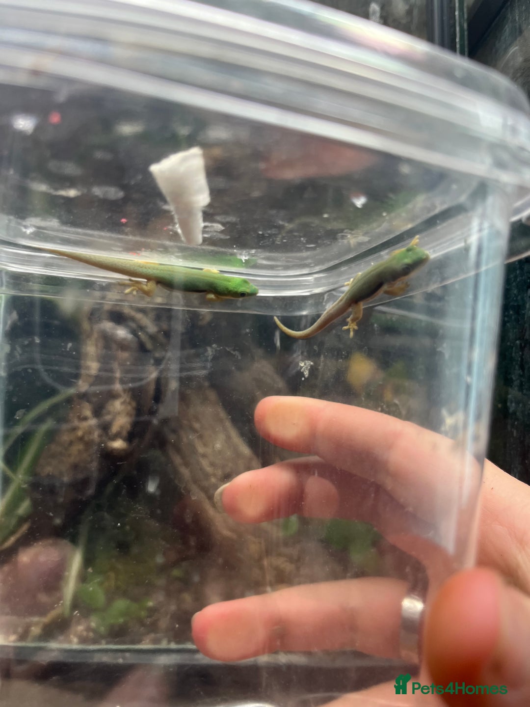 Gecko reptiles for sale: Lined day geckos  - Image 6