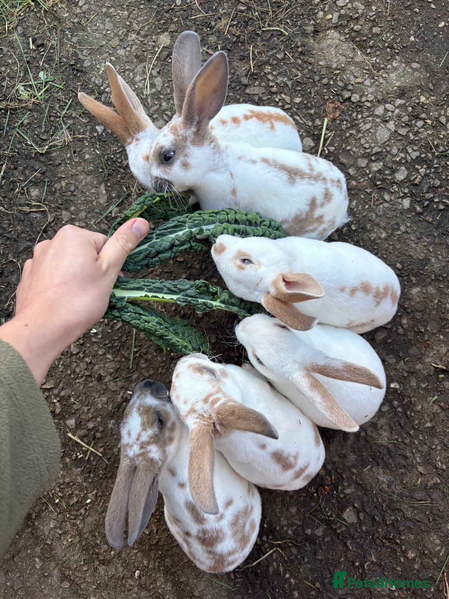 Rex rabbits Mini Rex Rabbits Mixed Colours Very Friendly  - Advert 3