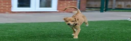 Mixed Breed dogs for adoption: Trudy - Advert 26