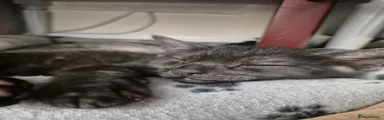 British Shorthair - Black  - AVAILABLE 