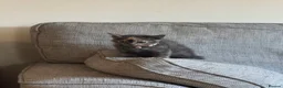 Mixed Breed cats for sale: Female Kitten - Advert 3
