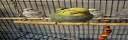Budgerigars birds for sale: Budgies  - Advert 10