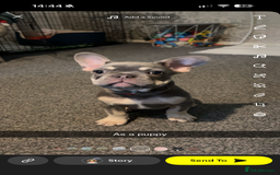 French Bulldog dogs for stud: French Bulldog for Stud! KC Registered! in Chester - Image 7