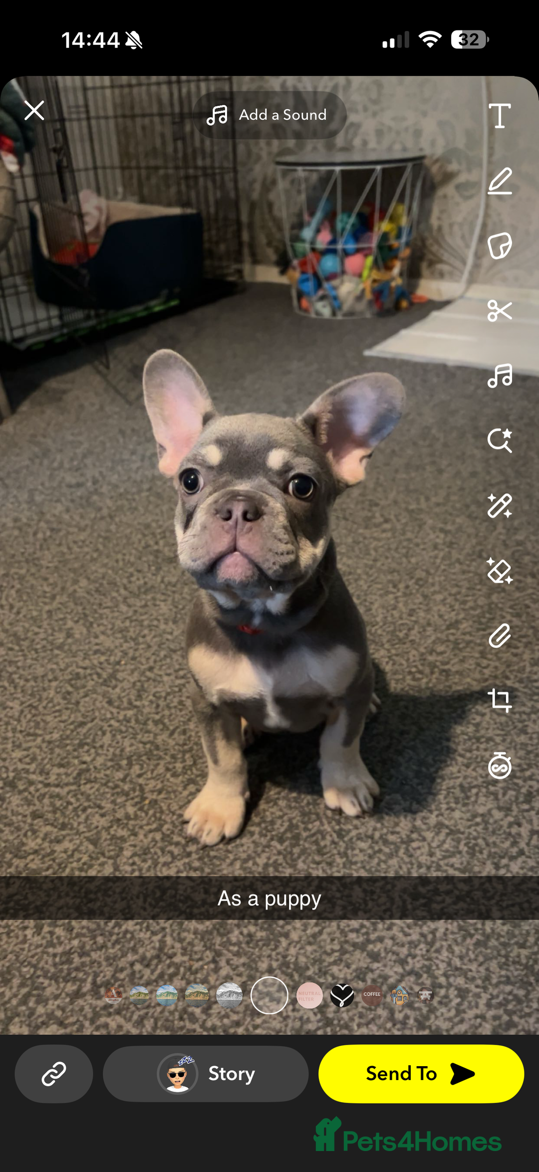 French Bulldog dogs for stud: French Bulldog for Stud! KC Registered! in Chester - Image 7