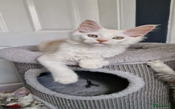 Maine Coon cats for sale: ** Last 2** Shaded line GCCF Registered Mainecoons - Image 1