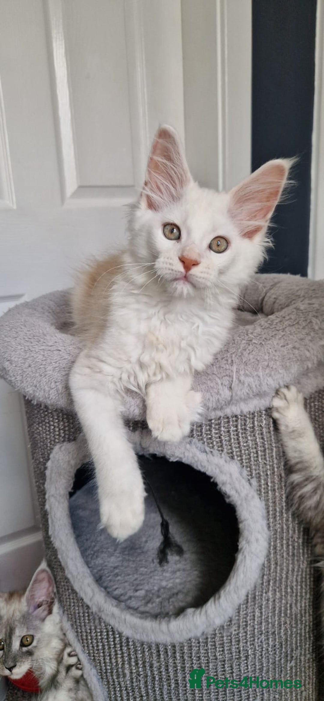 Maine Coon cats for sale: ** Last 2** Shaded line GCCF Registered Mainecoons - Image 1