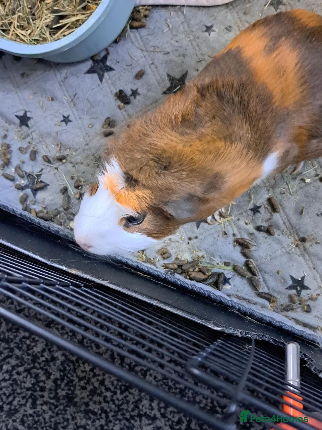 Guinea Pig rodents for sale: 2 guinea pigs without cage  - Advert 2