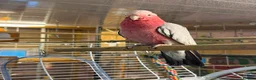 Cockatoo birds for sale: Pair of Goliath Cockatoo’s  - Advert 1