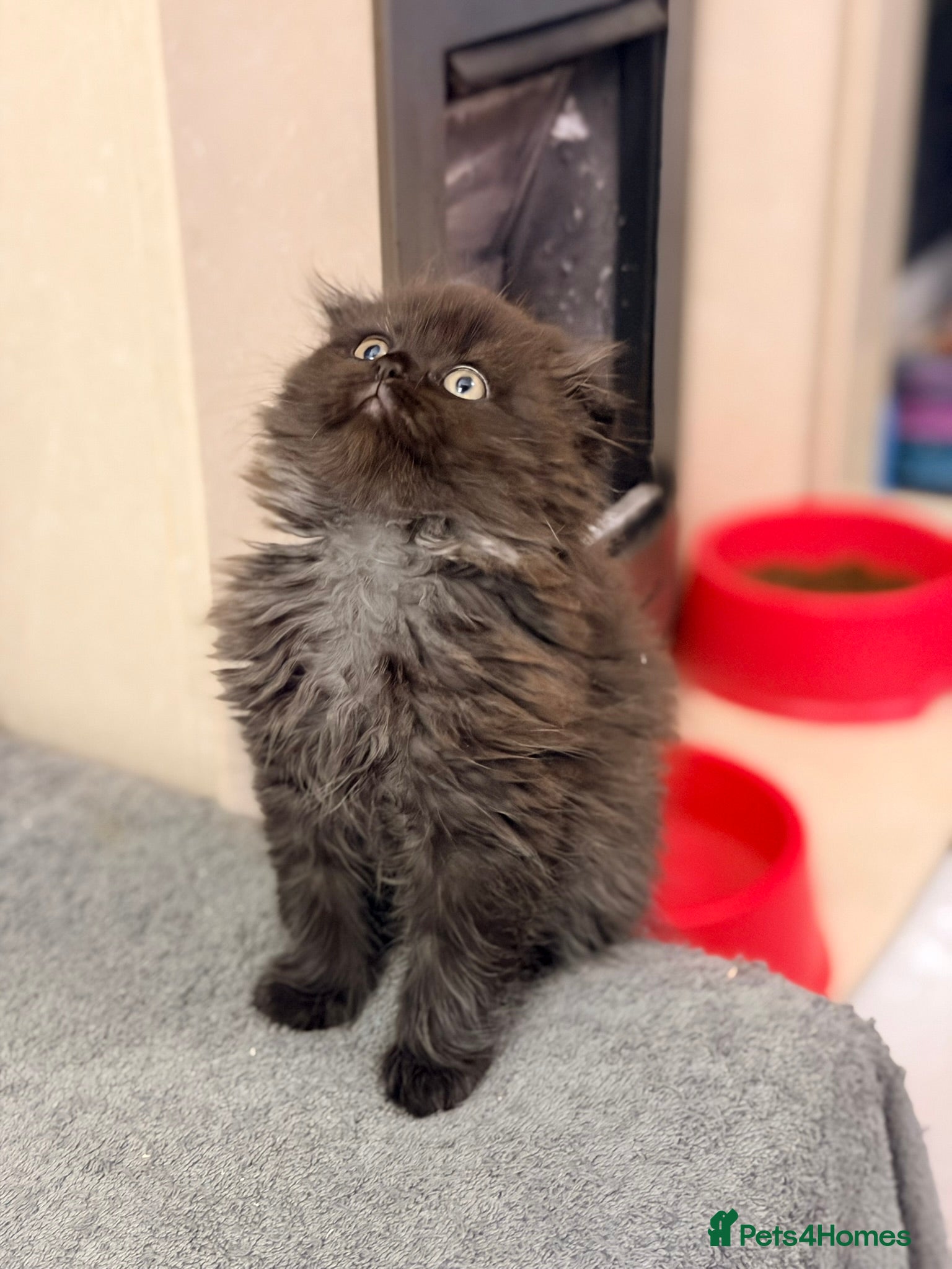 Scottish Fold cats Scottish fold kittens for sale! ⭐️Exotic Bears⭐️ - Advert 6