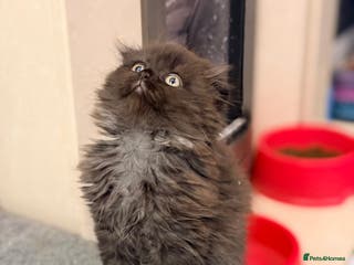 Scottish Fold cats Scottish fold kittens for sale! ⭐️Exotic Bears⭐️ - Advert 2