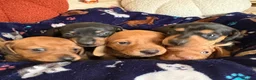 Miniature Dachshund dogs for sale: Kc reg 5 mini dachshund for sale  - Advert 24