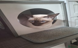 Siamese cats for sale: Handsome, athletic Chocolate point male Siamese. - Image 4