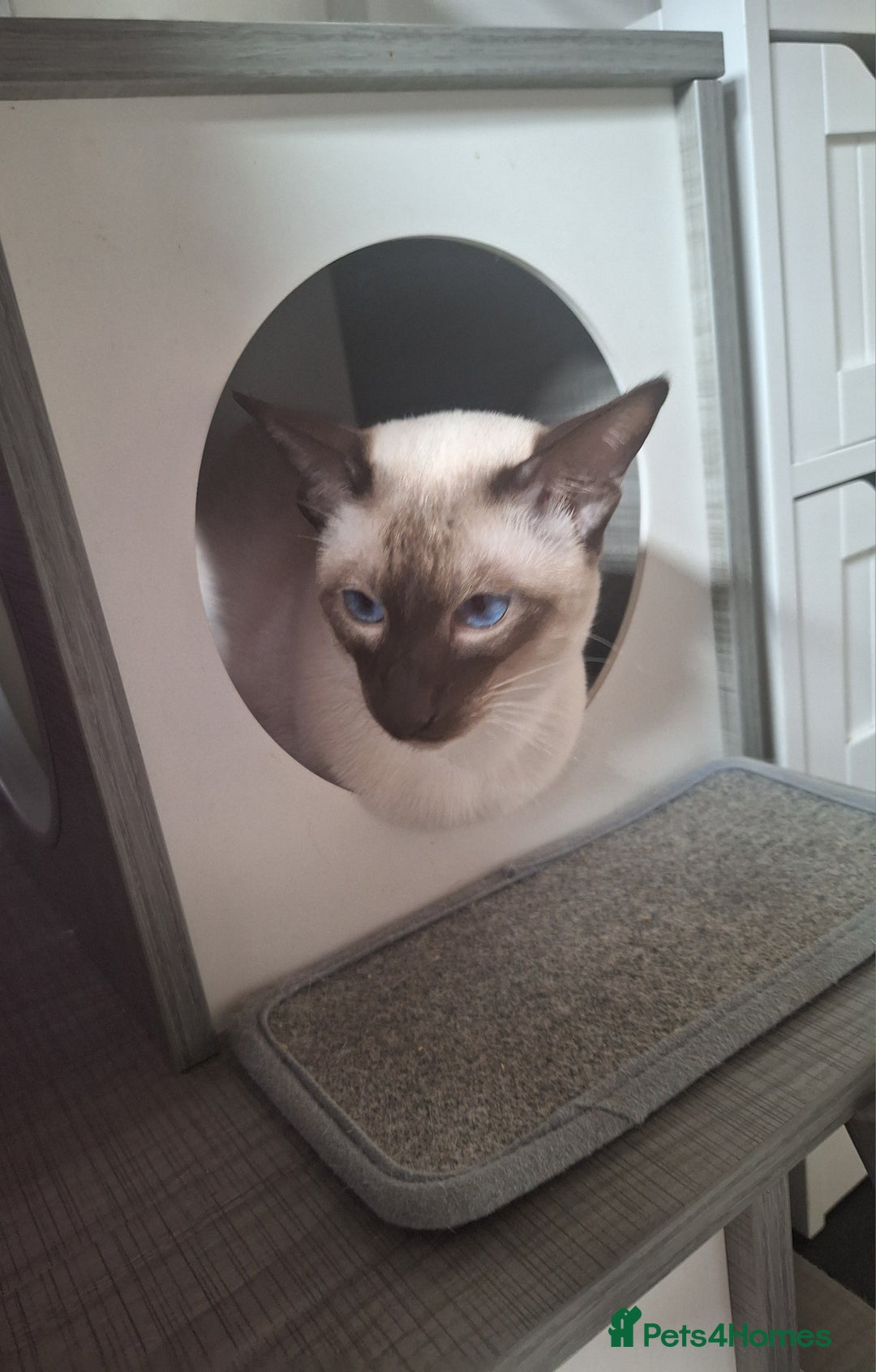 Siamese cats for sale: Handsome, athletic Chocolate point male Siamese. - Image 4