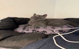 British Shorthair cats for sale: British shorthair kitten  - Image 2