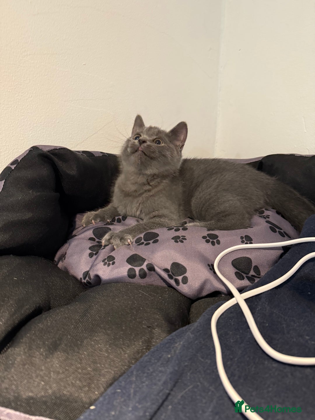 British Shorthair cats for sale: British shorthair kitten  - Image 2