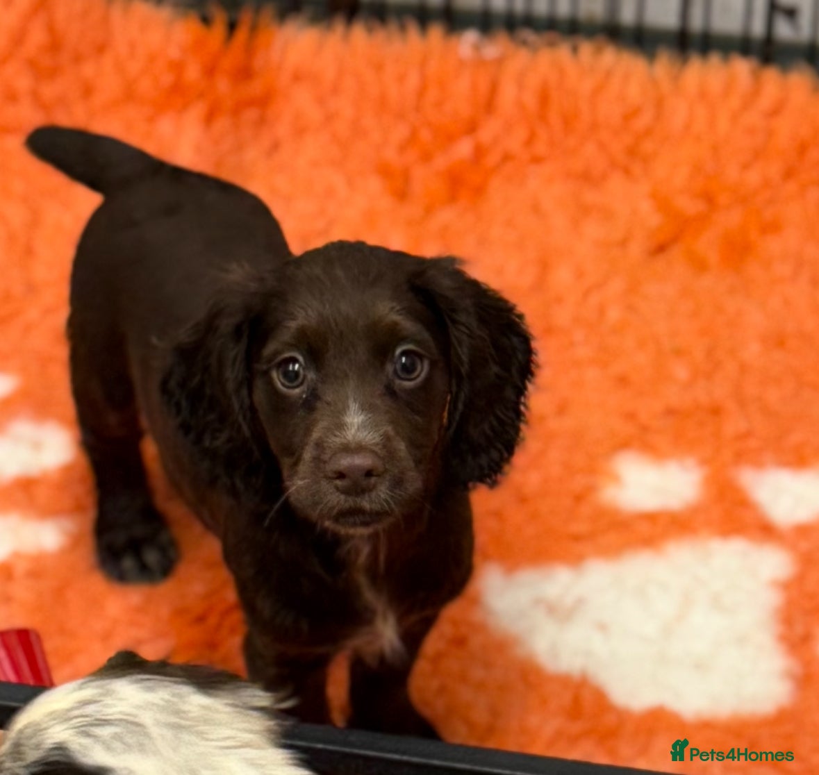 Cocker Spaniel dogs Working cocker spainel puppies  - Advert 9