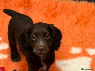 Cocker Spaniel dogs Working cocker spainel puppies - Advert 3