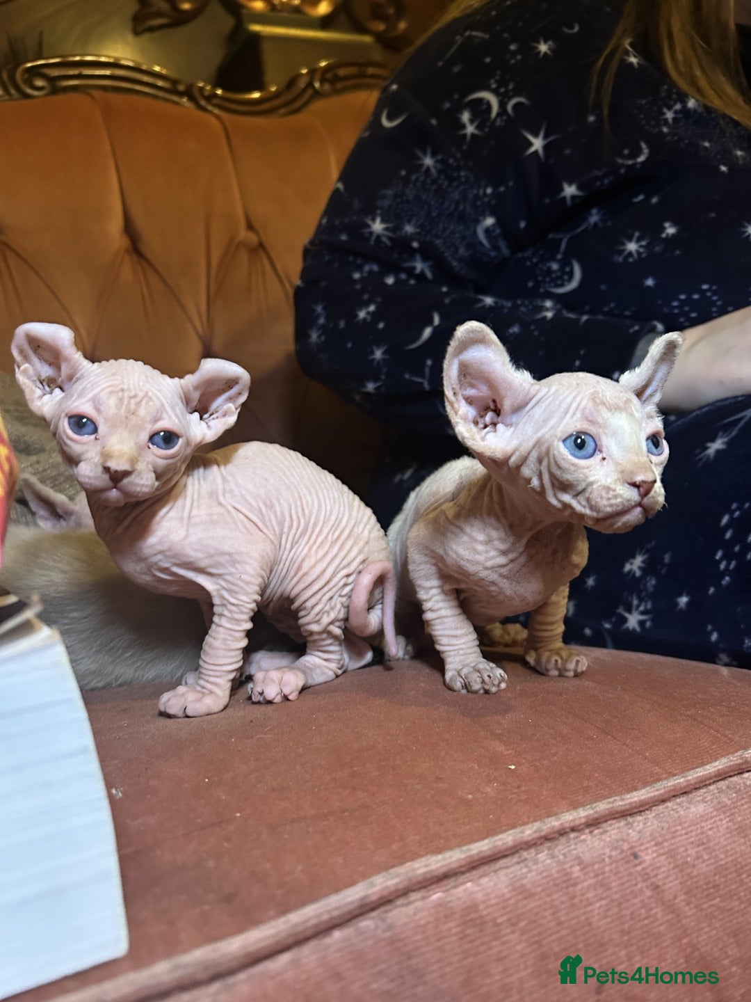 Sphynx cats for sale: Elf albino sphynx male kittens  - Advert 5