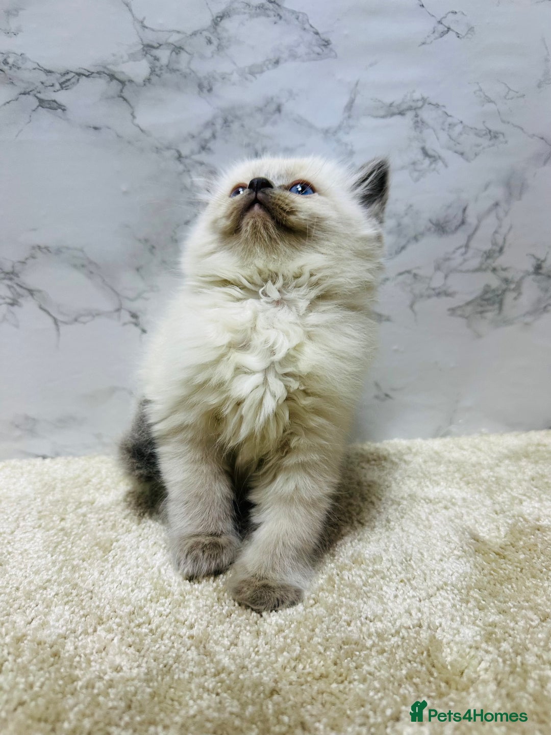 Ragdoll cats for sale: Pure Beautiful Ragdoll Kittens  - Advert 23