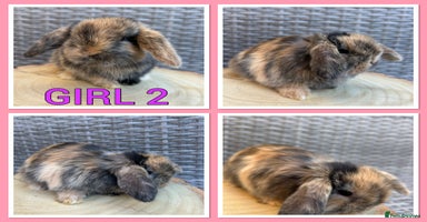 Mini Lop rabbits - Advert 1