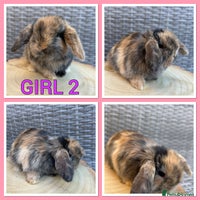 Mini Lop rabbits - Advert 14