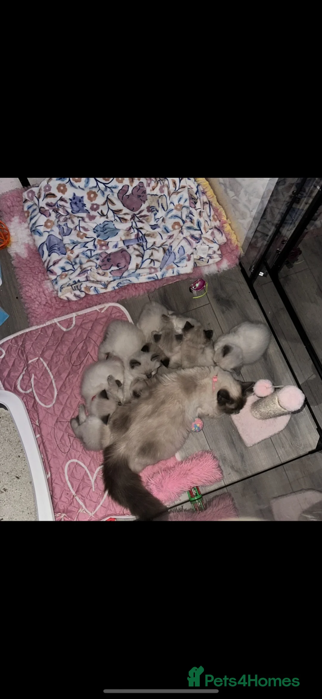 Ragdoll cats for sale: Ragdoll kittens ready now  - Advert 2