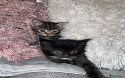 Maine Coon cats for sale: Main Coon Ragdoll Kitten - Image 8