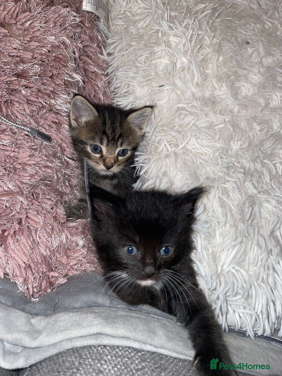 Maine Coon cats for sale: Main Coon Ragdoll Kitten - Image 8