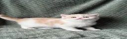 British Shorthair cats for sale: Beautiful Gccf registered bsh kittens  - Advert 3