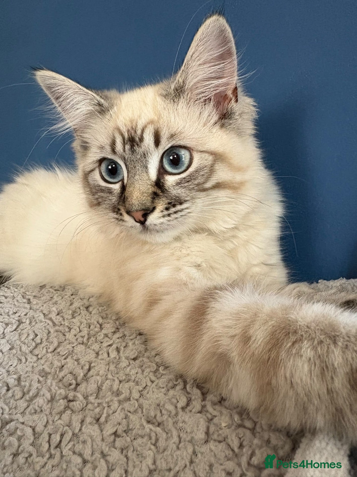 Mixed Breed cats Beautiful ragdoll cross kittens - Advert 2
