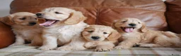 Mini Goldendoodle dogs for sale: Stunning F1 Health Tested Miniature Goldendoodles - Advert 11