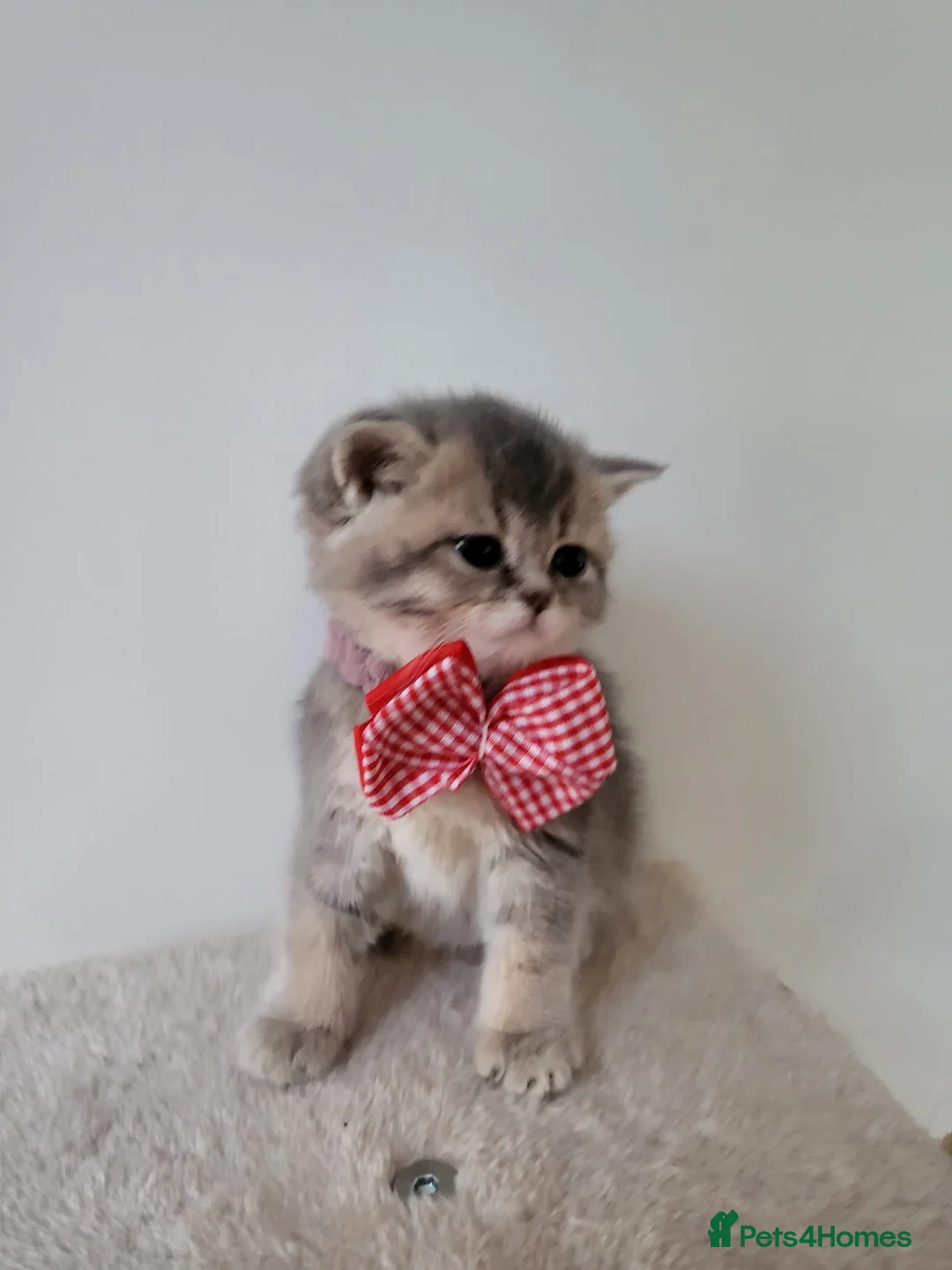 British Shorthair cats for sale:          BRITISH SHORTHAIR - Advert 20