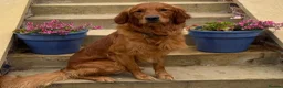 Golden Retriever dogs for stud: Fantastic Golden Retriever Stud  - Advert 3