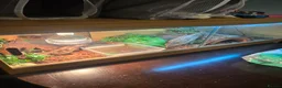 Boa Snake reptiles for sale: Dwarf boa snake  in Saltburn-by-the-Sea - Advert 3