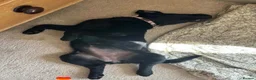 Labrador Retriever dogs for sale: 1 Year Old KC Black Lab Bitch - Advert 2