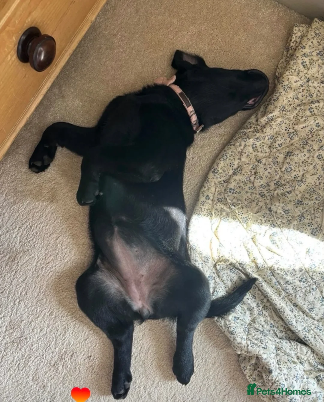 Labrador Retriever dogs for sale: 1 Year Old KC Black Lab Bitch - Advert 2