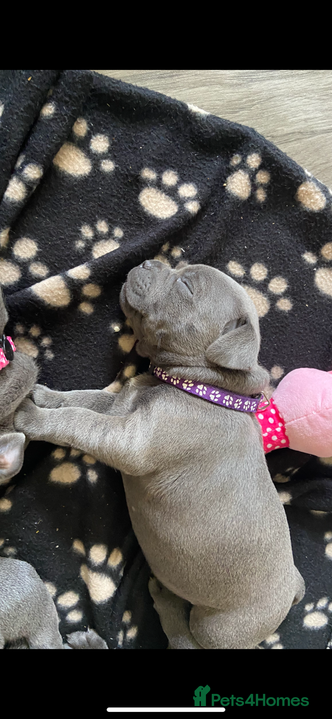 Staffordshire Bull Terrier dogs for sale: solid blues - Image 8