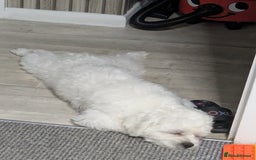Maltese dogs for stud: "Dog ready for breeding" - Image 3