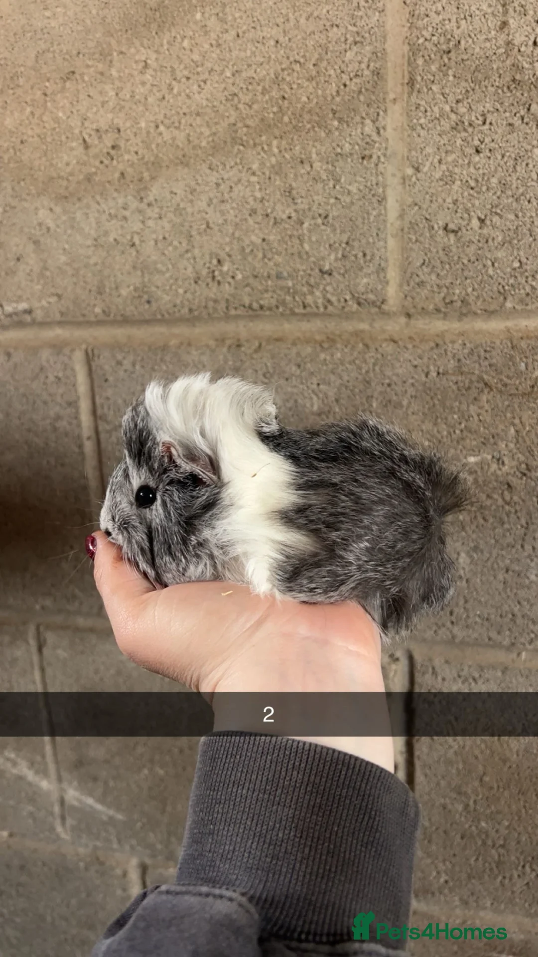 Guinea Pig rodents for sale: Two lovely girls looking for their forever homes!  - Advert 2