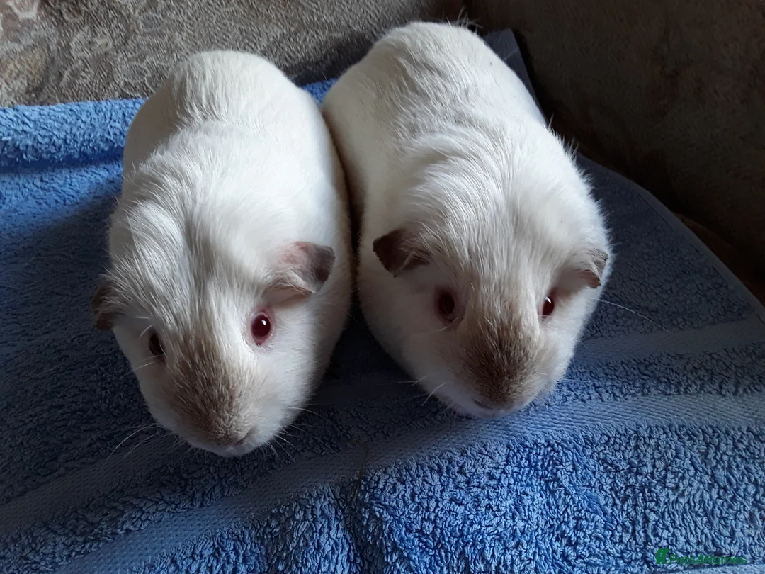 Guinea Pig rodents for sale: Pet guinea pigs in Preston - Advert 4