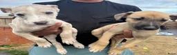Lurcher dogs for sale: Collie whippet bull greyhound pups for sale  - Advert 6