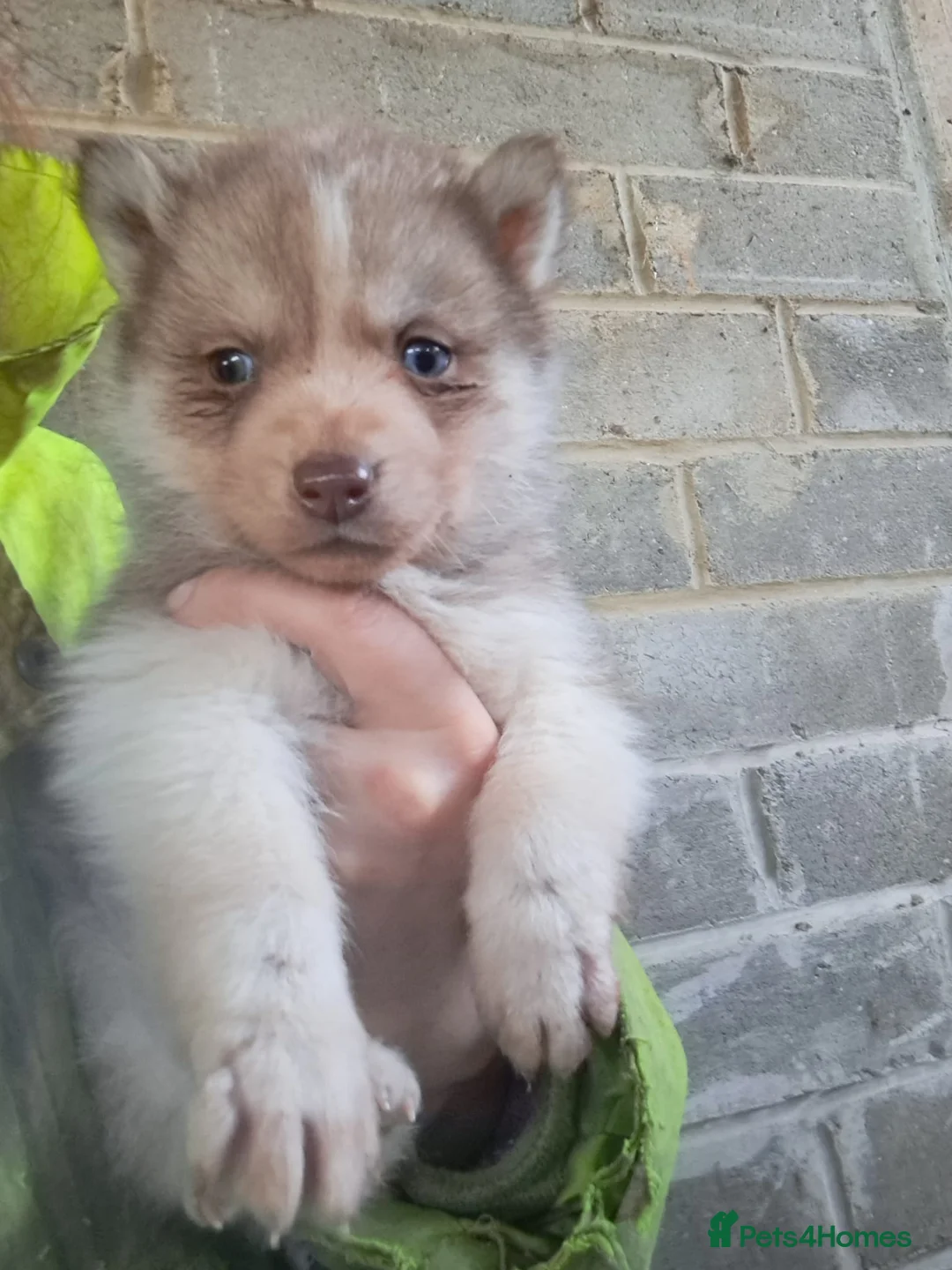 Siberian Husky dogs for sale: 🐾 RARE Husky Puppies–Ready for Their New Homes 🐾 - Advert 2