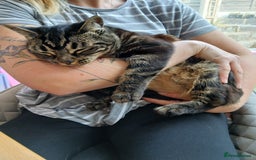 Domestic Shorthair cats for sale: Tabby Domestic Shorthair - Image 3